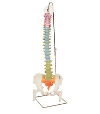 3B Scientific Anatomical Model - flexible spine, didactic with femur heads - Includes 3B Smart Anatomy