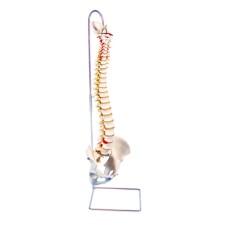 3B Scientific Anatomical Model - highly flexible flexible spine without stand - Includes 3B Smart Anatomy