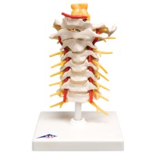 3B Scientific Anatomical Model - cervical spinal column - Includes 3B Smart Anatomy