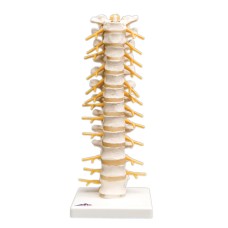 3B Scientific Anatomical Model - thoracic spinal column - Includes 3B Smart Anatomy