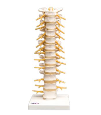 3B Scientific Anatomical Model - thoracic spinal column - Includes 3B Smart Anatomy