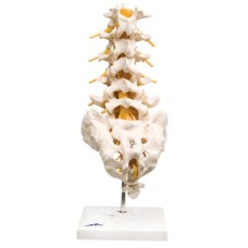 3B Scientific Anatomical Model - lumbar spinal column - Includes 3B Smart Anatomy