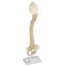 3B Scientific Anatomical Model - pediatric spine (BONElike) - Includes 3B Smart Anatomy