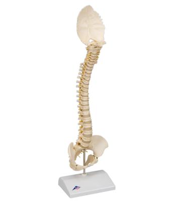 3B Scientific Anatomical Model - pediatric spine (BONElike) - Includes 3B Smart Anatomy