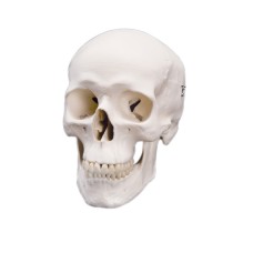 3B Scientific Anatomical Model - classic skull, 3 part - Includes 3B Smart Anatomy