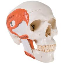 3B Scientific Anatomical Model - functional skull, 2 part with masticator muscles - Includes 3B Smart Anatomy