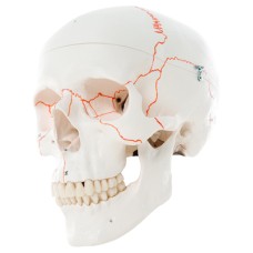 3B Scientific Anatomical Model - classic skull, 3-part numbered - Includes 3B Smart Anatomy