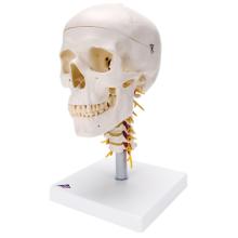 3B Scientific Anatomical Model - classic skull, 4 part, on cervical spine - Includes 3B Smart Anatomy