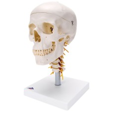 3B Scientific Anatomical Model - classic skull, 4 part, on cervical spine - Includes 3B Smart Anatomy