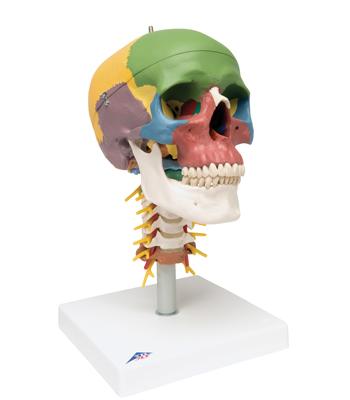 3B Scientific Anatomical Model - didactic skull, 4 part, on cervical spine - Includes 3B Smart Anatomy