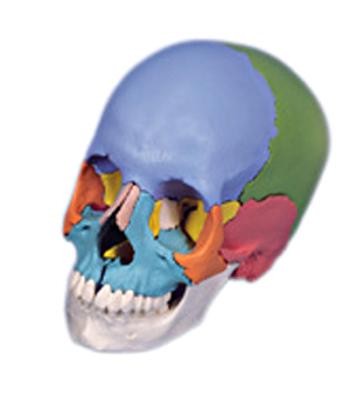 3B Scientific Anatomical Model - didactic skull, Beauchene 22-part - Includes 3B Smart Anatomy