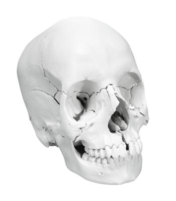 3B Scientific Anatomical Model - anatomical skull, Beauchene 22-part - Includes 3B Smart Anatomy