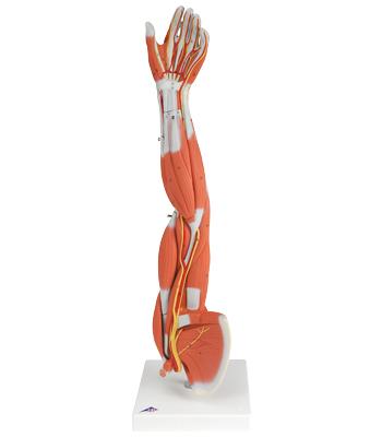 3B Scientific Anatomical Model - Regular muscular arm 6-part - Includes 3B Smart Anatomy
