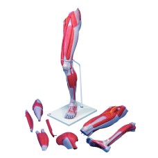 3B Scientific Anatomical Model - Deluxe muscular leg 7-part - Includes 3B Smart Anatomy