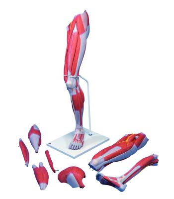 3B Scientific Anatomical Model - Deluxe muscular leg 7-part - Includes 3B Smart Anatomy