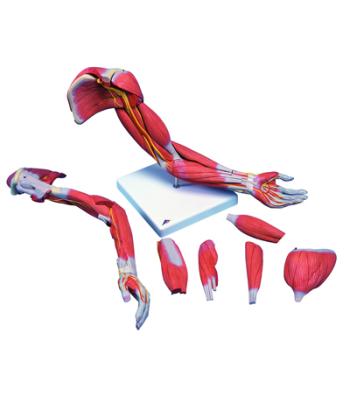 3B Scientific Anatomical Model - Deluxe muscular arm 6-part - Includes 3B Smart Anatomy