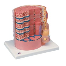 3B Scientific Anatomical Model - MICROanatomyÖ Muscle Fiber - 10,000 times magnified - Includes 3B Smart Anatomy