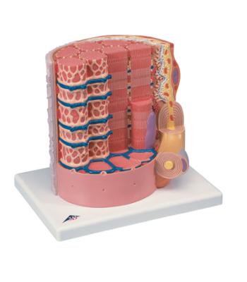 3B Scientific Anatomical Model - MICROanatomyÖ Muscle Fiber - 10,000 times magnified - Includes 3B Smart Anatomy