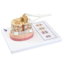 3B Scientific Anatomical Model - spinal cord with nerve branches - Includes 3B Smart Anatomy