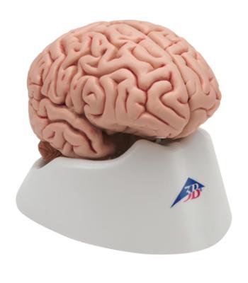 3B Scientific Anatomical Model - classic brain 5-part - Includes 3B Smart Anatomy