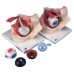 3B Scientific Anatomical Model - eye, 7-part (3x size) - Includes 3B Smart Anatomy