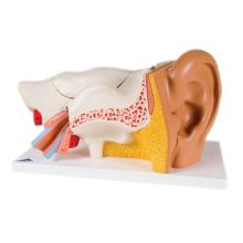 3B Scientific Anatomical Model - ear, 6-part (3x size) - Includes 3B Smart Anatomy