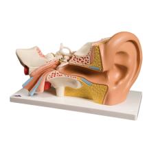 3B Scientific Anatomical Model - ear, 4-part (3x size) - Includes 3B Smart Anatomy