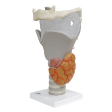 3B Scientific Anatomical Model - functional larynx (2.5x size) - Includes 3B Smart Anatomy