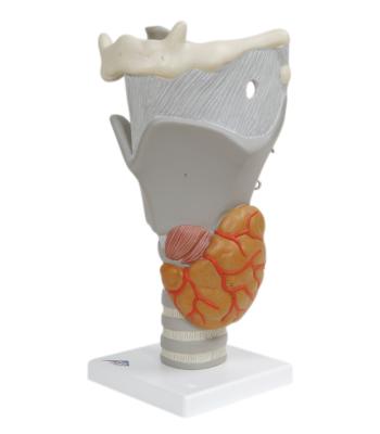 3B Scientific Anatomical Model - functional larynx (2.5x size) - Includes 3B Smart Anatomy