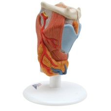 3B Scientific Anatomical Model - larynx, 2-part - Includes 3B Smart Anatomy