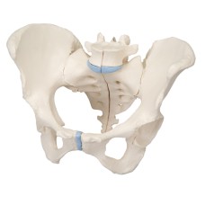 3B Scientific Anatomical Model - female pelvis, 3-part - Includes 3B Smart Anatomy