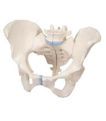 3B Scientific Anatomical Model - female pelvis, 3-part - Includes 3B Smart Anatomy