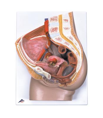 3B Scientific Anatomical Model - Female Pelvis with Ligaments, 3 part - Includes 3B Smart Anatomy