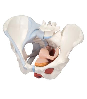 3B Scientific Anatomical Model - female pelvis, 4-part with ligaments - Includes 3B Smart Anatomy