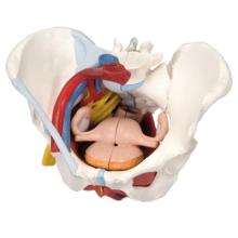 3B Scientific Anatomical Model - female pelvis, 6-part with ligaments - Includes 3B Smart Anatomy