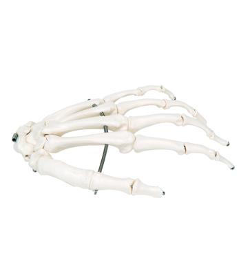 3B Scientific Anatomical Model - loose bones, hand skeleton (wire) - Includes 3B Smart Anatomy
