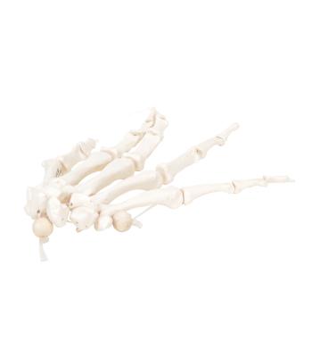 3B Scientific Anatomical Model - loose bones, hand skeleton, left (nylon) - Includes 3B Smart Anatomy