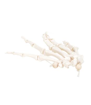 3B Scientific Anatomical Model - loose bones, hand skeleton, right (nylon) - Includes 3B Smart Anatomy