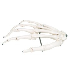 3B Scientific Anatomical Model - loose bones, hand skeleton (wire) - Includes 3B Smart Anatomy