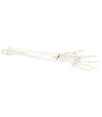 3B Scientific Anatomical Model - loose bones, hand skeleton with ulna and radius, left (bungee) - Includes 3B Smart Anatomy