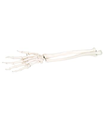 3B Scientific Anatomical Model - loose bones, hand skeleton with ulna and radius, right (bungee) - Includes 3B Smart Anatomy