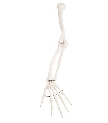 3B Scientific Anatomical Model - loose bones, arm skeleton (wire) - Includes 3B Smart Anatomy