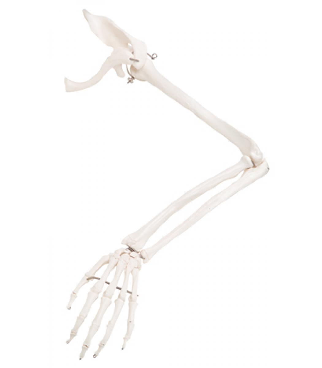 3B Scientific Anatomical Model - loose bones, arm skeleton with scapula ...