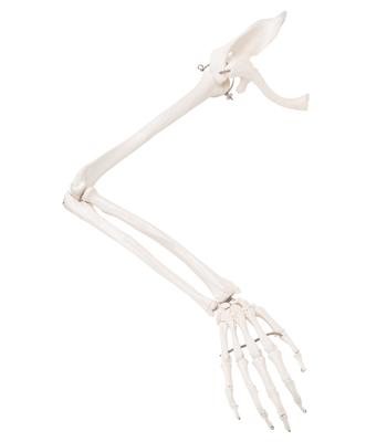 3B Scientific Anatomical Model - loose bones, arm skeleton with scapula and clavicle (wire) - Includes 3B Smart Anatomy