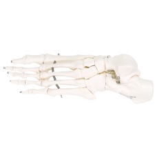 3B Scientific Anatomical Model - loose bones, foot skeleton (wire) - Includes 3B Smart Anatomy