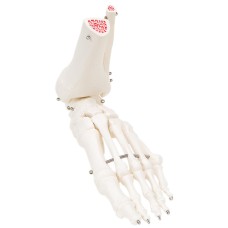 3B Scientific Anatomical Model - loose bones, foot skeleton with ankle (wire) - Includes 3B Smart Anatomy