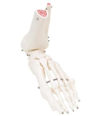 3B Scientific Anatomical Model - loose bones, foot skeleton with ankle (wire) - Includes 3B Smart Anatomy