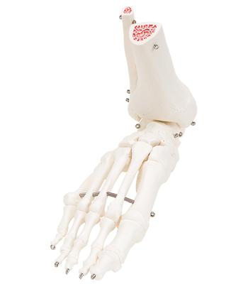 3B Scientific Anatomical Model - loose bones, leg skeleton with hip (wire) - Includes 3B Smart Anatomy