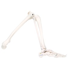 3B Scientific Anatomical Model - loose bones, leg skeleton (wire) - Includes 3B Smart Anatomy