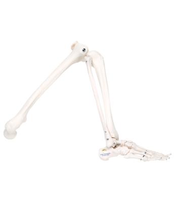 3B Scientific Anatomical Model - loose bones, leg skeleton (wire) - Includes 3B Smart Anatomy